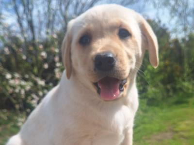 Golden Labrador puppies