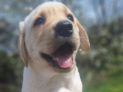 Golden Labrador puppies