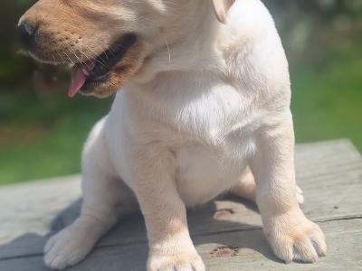 Golden Labrador puppies