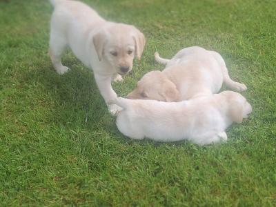 Golden Labrador puppies