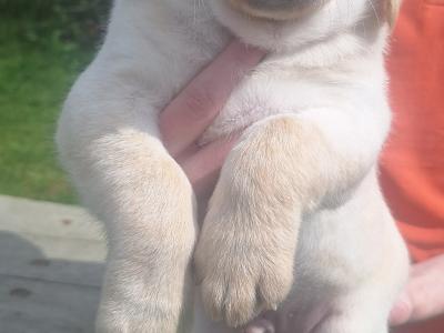 Golden Labrador puppies