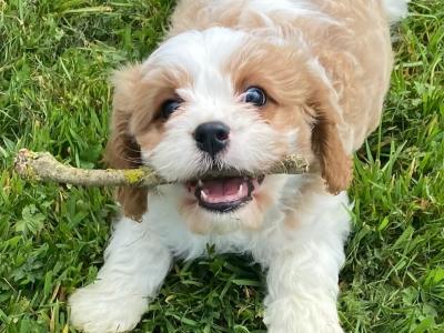 Cavachon puppies in Longford