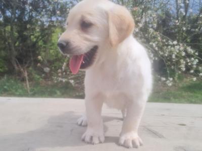 Golden Labrador puppies
