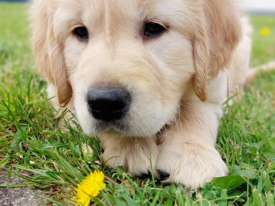 Beautiful IKC Registered (pending) Golden Retriever female puppy in Longford