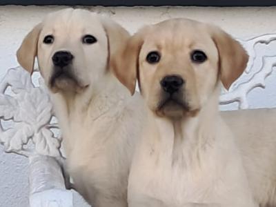 Labrador puppies in Offaly