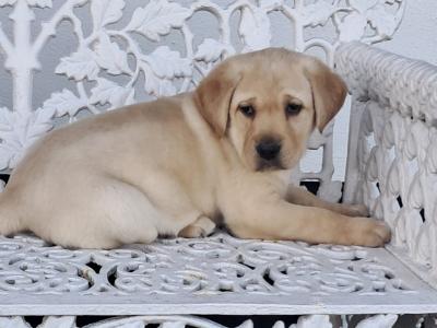 Labrador puppies in Offaly