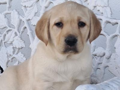 Labrador puppies in Offaly