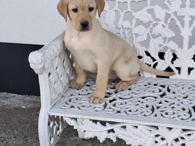 Labrador puppies in Offaly
