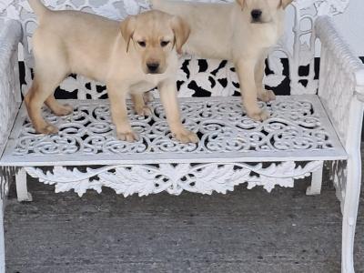 Labrador puppies in Offaly