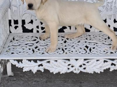 Labrador puppies in Offaly