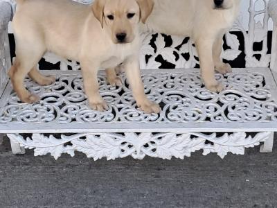 Labrador puppies in Offaly