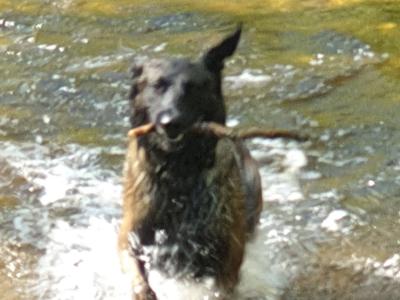Top Quality Belgian Malinois stud available in Carlow – Kaiser 🔥