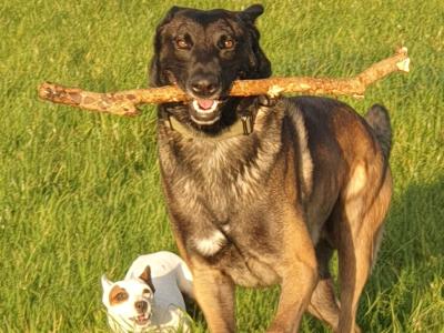 Top Quality Belgian Malinois stud available in Carlow – Kaiser 🔥