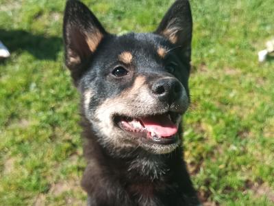 Mochi & Toshi, 2 lovely Shiba Inu puppies in Wexford