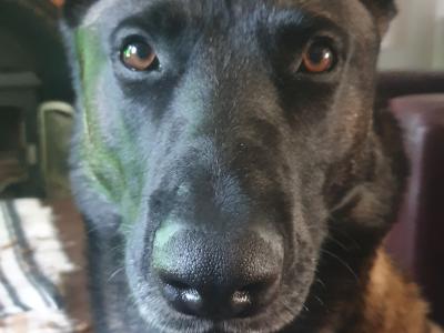 Top Quality Belgian Malinois stud available in Carlow – Kaiser 🔥