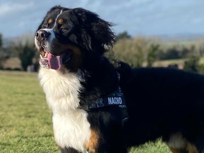 Hey, I’m Nacho, a Bernese Mountain Dog for stud in Dublin