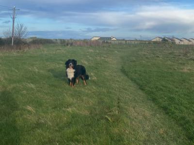 Hey, I’m Nacho, a Bernese Mountain Dog for stud in Dublin