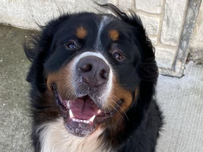 Hey, I’m Nacho, a Bernese Mountain Dog for stud in Dublin