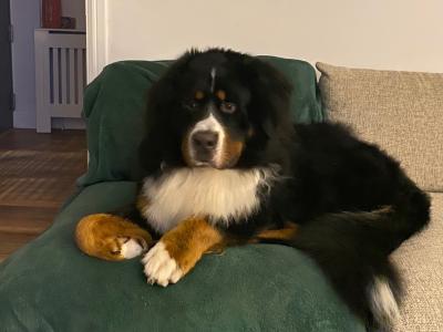 Hey, I’m Nacho, a Bernese Mountain Dog for stud in Dublin