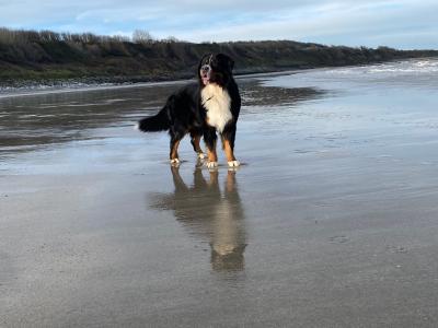 Hey, I’m Nacho, a Bernese Mountain Dog for stud in Dublin