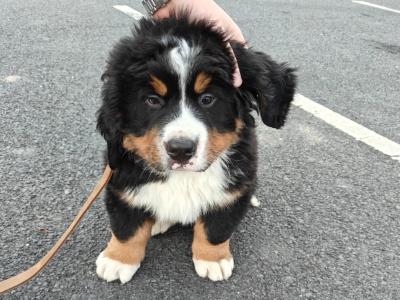 Hey, I’m Nacho, a Bernese Mountain Dog for stud in Dublin