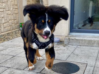 Hey, I’m Nacho, a Bernese Mountain Dog for stud in Dublin