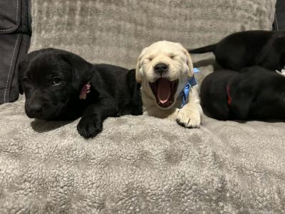 Little Labradors puppies