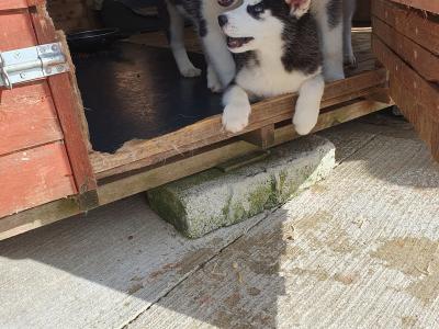 Beautiful purebred Siberian Husky puppies😍 💕 in Wexford