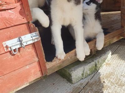 Beautiful purebred Siberian Husky puppies😍 💕 in Wexford