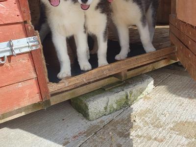 Beautiful purebred Siberian Husky puppies😍 💕 in Wexford