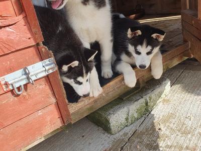 Beautiful purebred Siberian Husky puppies😍 💕 in Wexford
