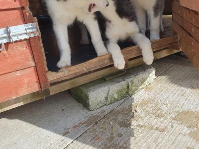 Beautiful purebred Siberian Husky puppies😍 💕 in Wexford
