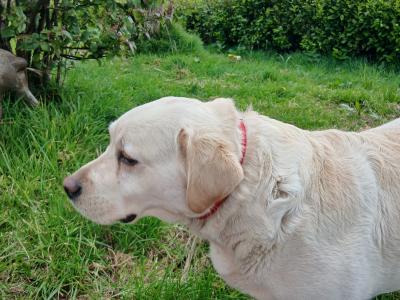 Beautiful IKC Registered female Golden Labrador in Cork