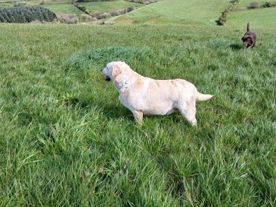 Beautiful IKC Registered female Golden Labrador in Cork