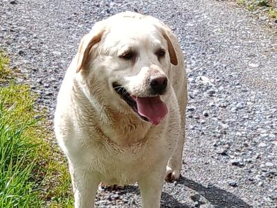 Beautiful IKC Registered female Golden Labrador in Cork