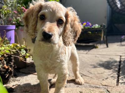 Cockapoo puppies in Dublin