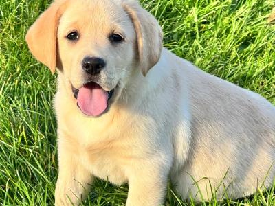 IKC Champion Style Labrador puppies in Tipperary