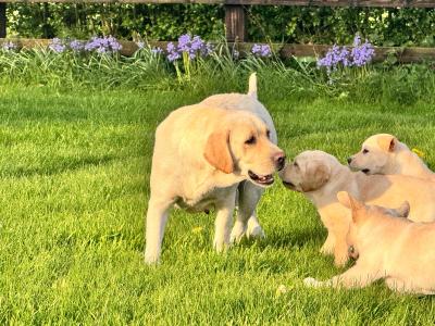 IKC Champion Style Labrador puppies in Tipperary