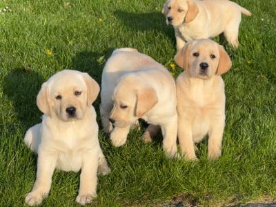 IKC Champion Style Labrador puppies in Tipperary
