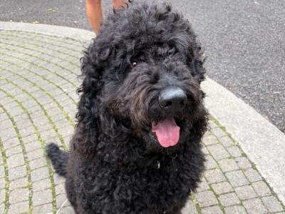 Patrick is an Australian Cobberdog for Stud