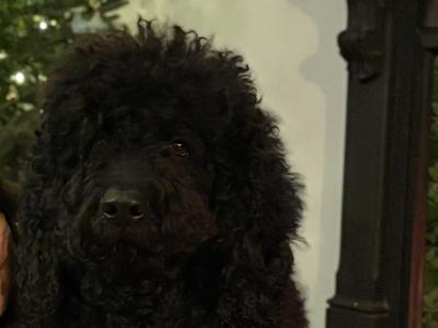 Patrick is an Australian Cobberdog for Stud