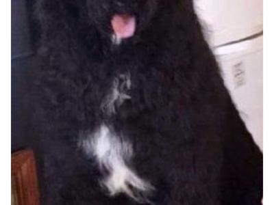 Patrick is an Australian Cobberdog for Stud