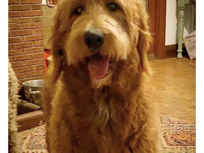 Patrick is an Australian Cobberdog for Stud