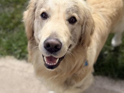 Proven IKC Registered Pedigree Golden Retriever