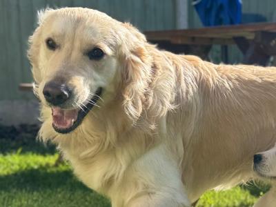 Proven IKC Registered Pedigree Golden Retriever