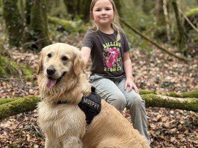 Proven IKC Registered Pedigree Golden Retriever