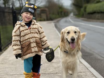 Proven IKC Registered Pedigree Golden Retriever