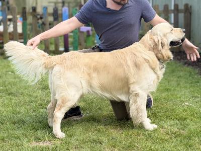 Proven IKC Registered Pedigree Golden Retriever