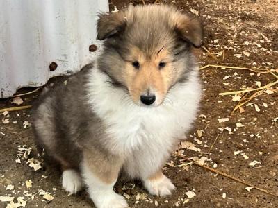 Rough Collie puppies for sale in Limerick