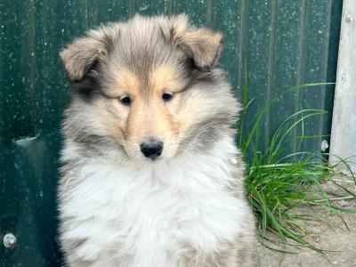Rough Collie puppies for sale in Limerick